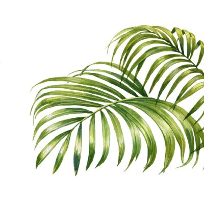 постеры Пальмовые листья