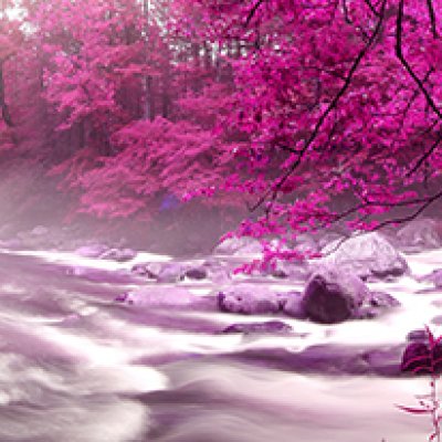 фотообои Пурпурный лес