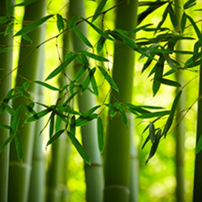 фотообои Бамбуковый лес