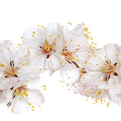 фотообои Цветение вишни