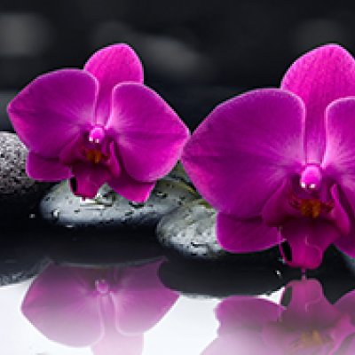 фотообои Диковинные орхидеи